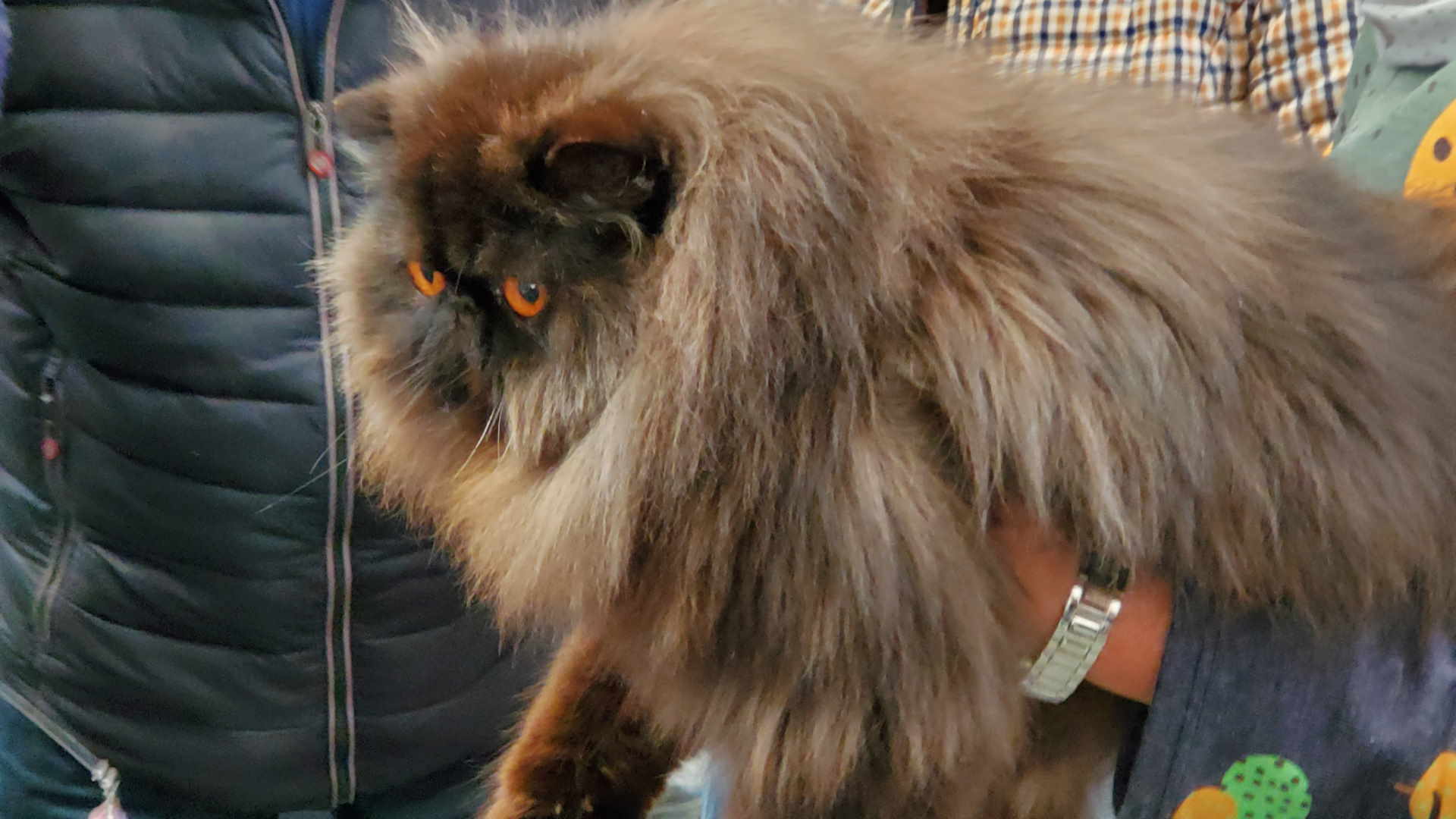 Ci sono oltre 250 combinazioni di colore di gatti persiani