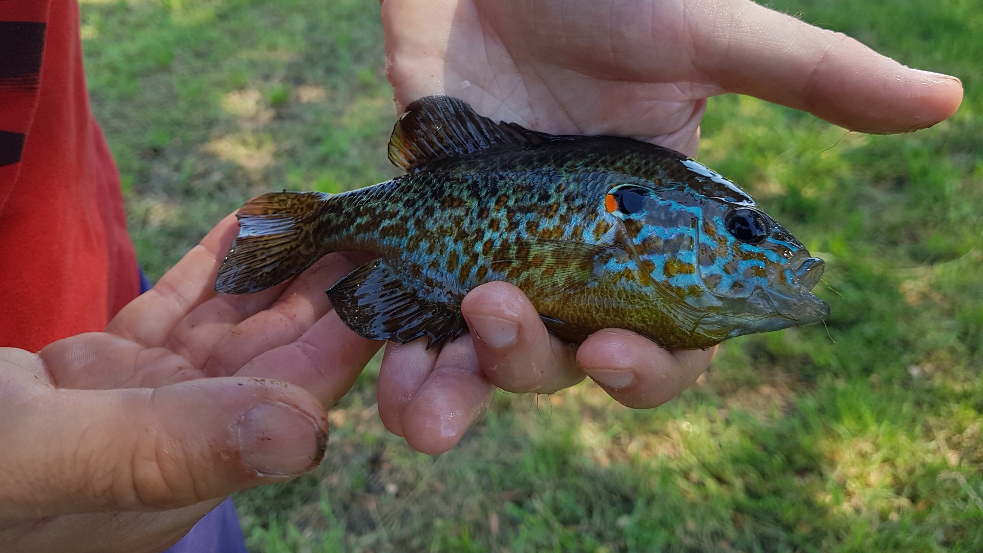 Persico Sole - Lepomis Gibbosus