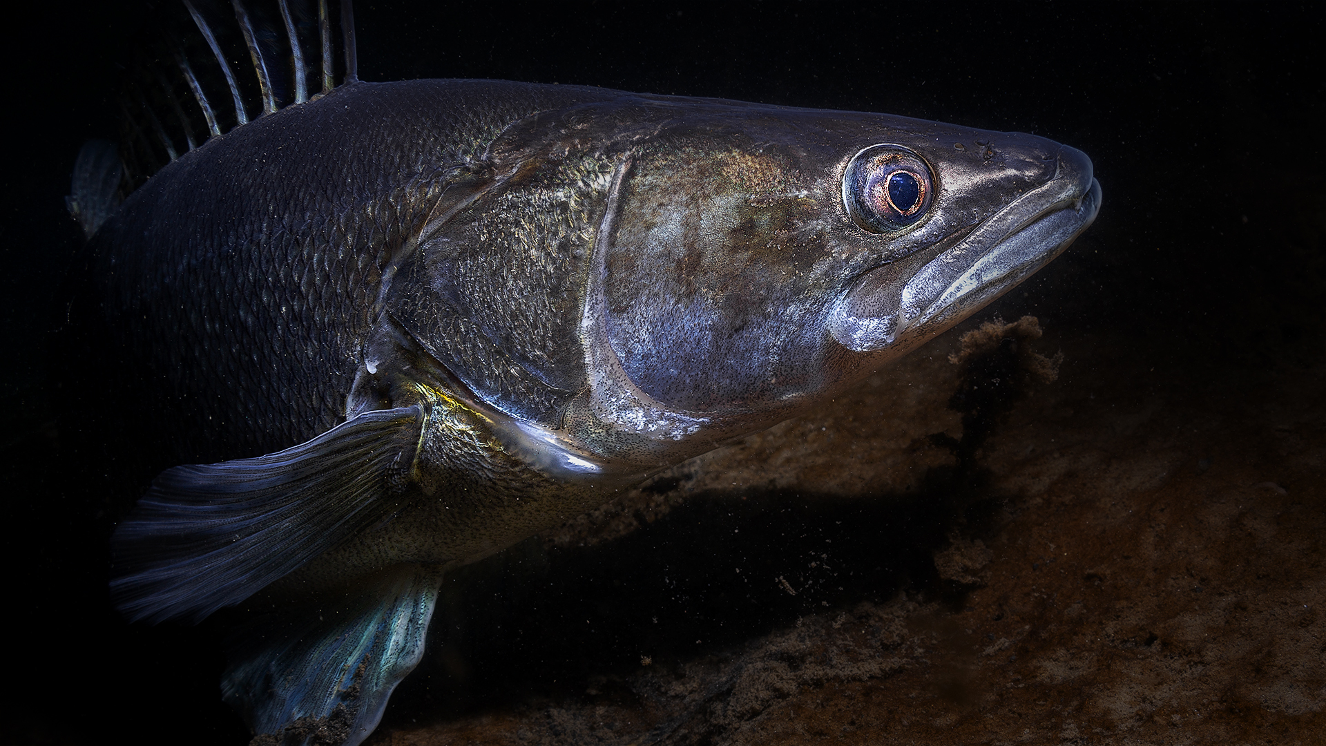 Sandra - Sander Lucioperca