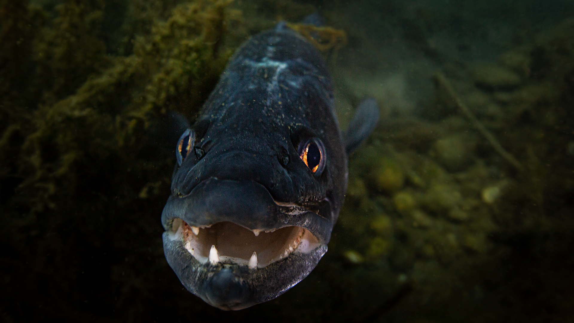Ecco una carrellata di pesci delle nostre acque. Foto del "naturalista" Mattia Nocciola