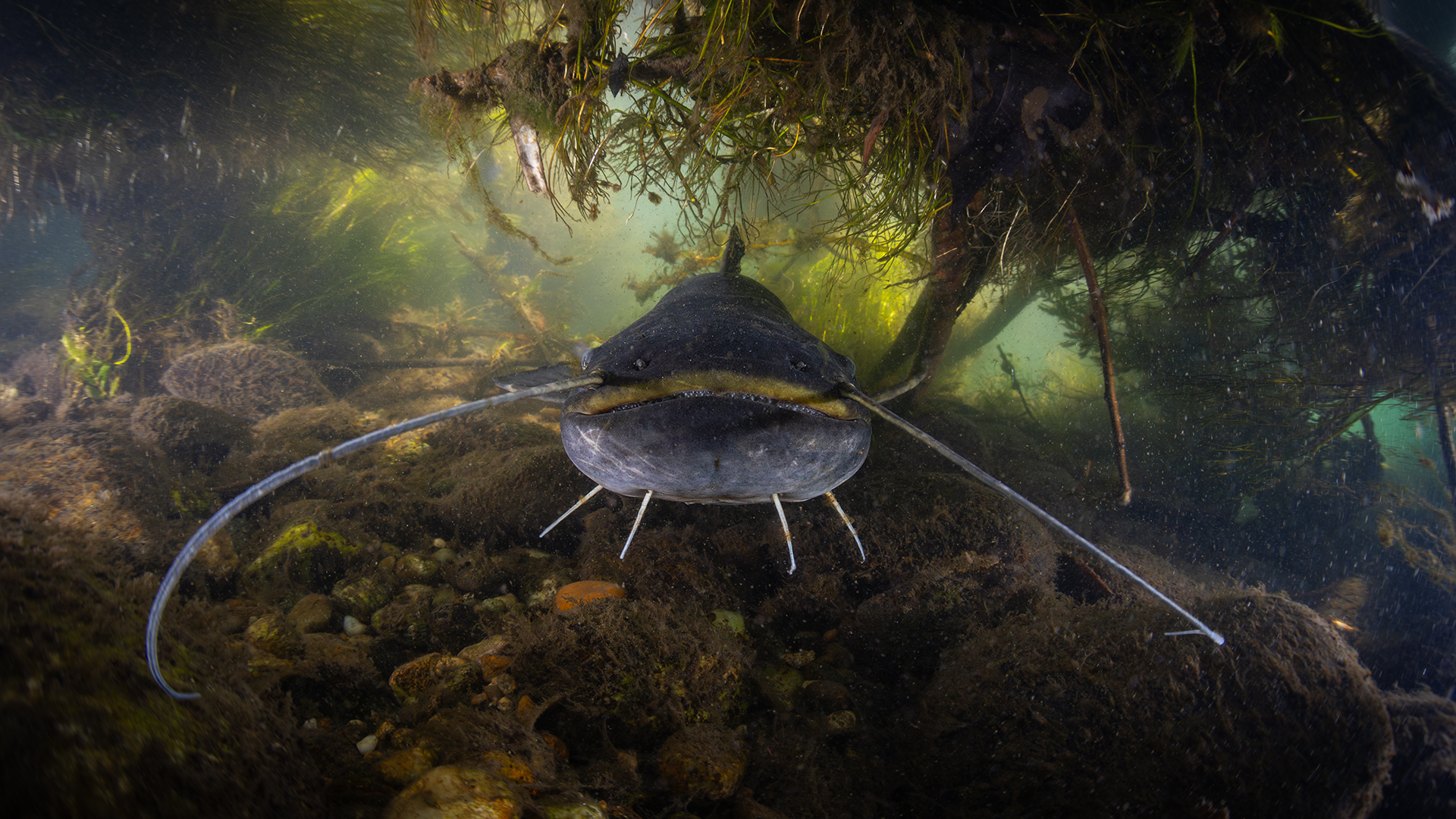 Siluro d'Europa - Silurus Glanis