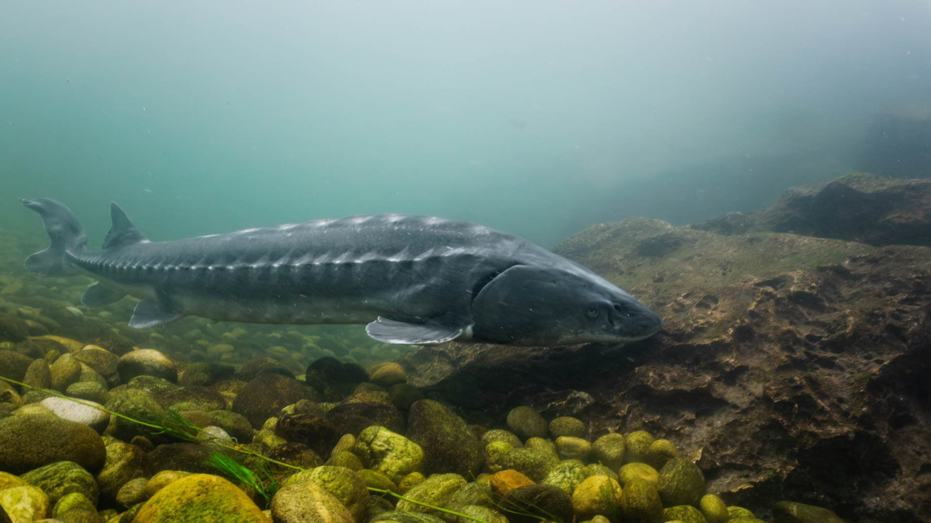 Storione Cobice - Acipenser Naccarii