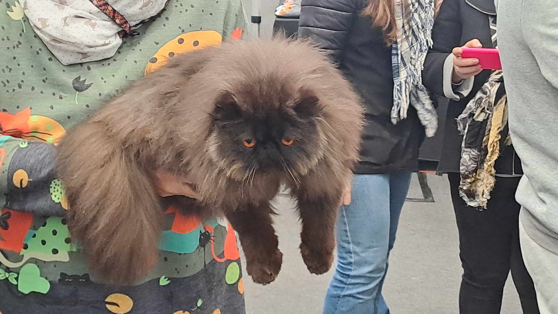 Si tratta di un gatto regale, era amatissimo dalla Regina Vittoria