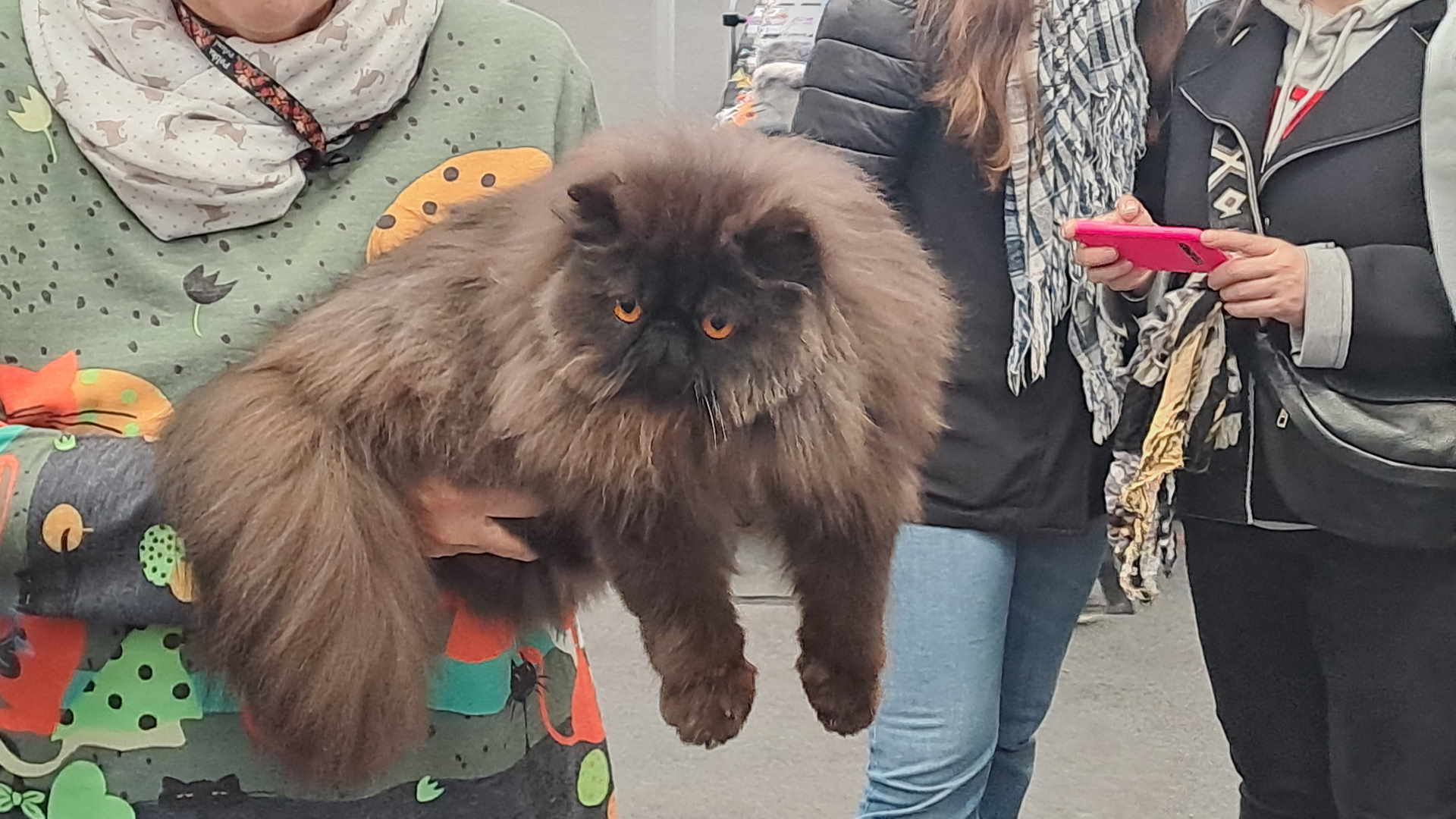 Ha una vita media che oscilla tra i 15 e i 20 anni