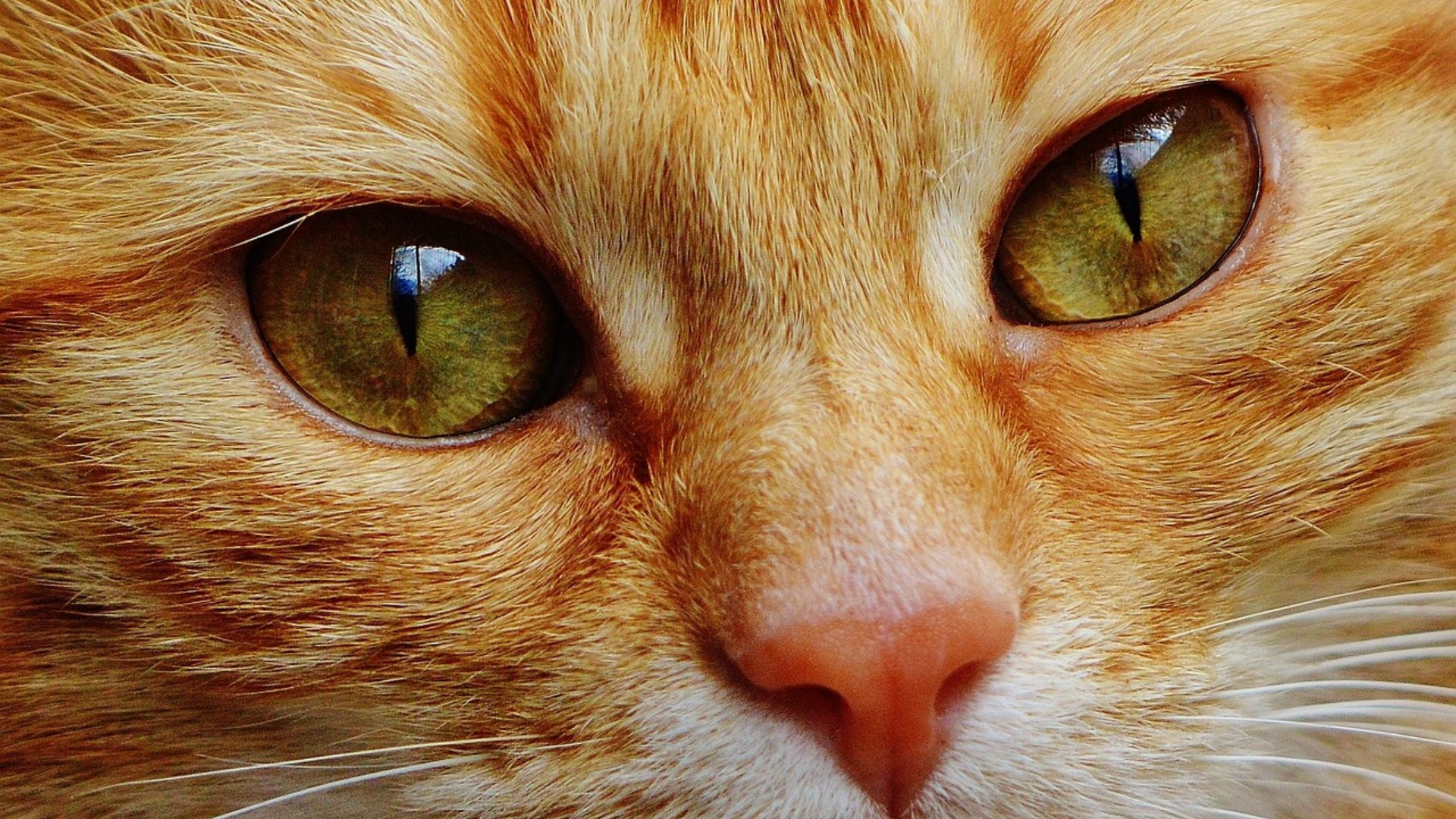 Sono tantissimi i misteri e le leggende sugli occhi del gatto