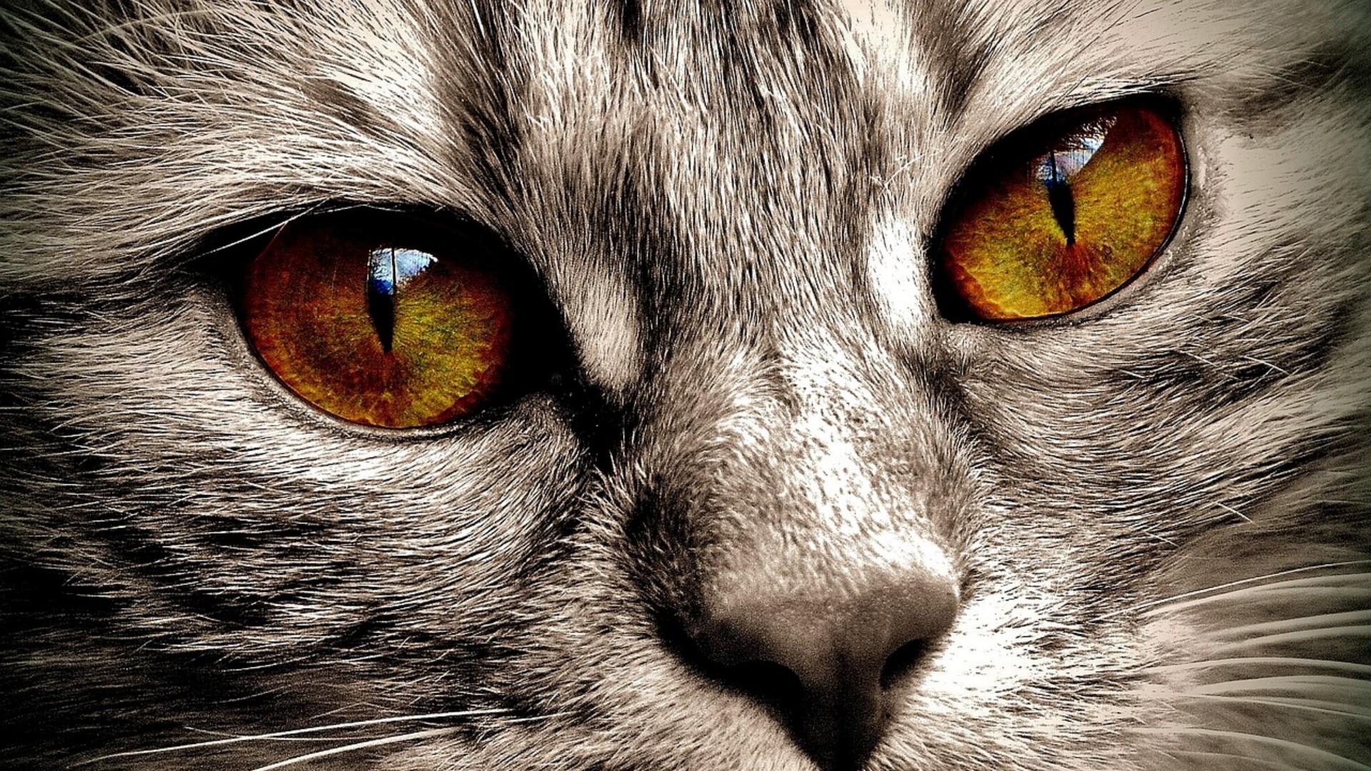 Un vecchio detto irlandese racconta che gli occhi del gatto sono finestre per vedere in un altro mondo