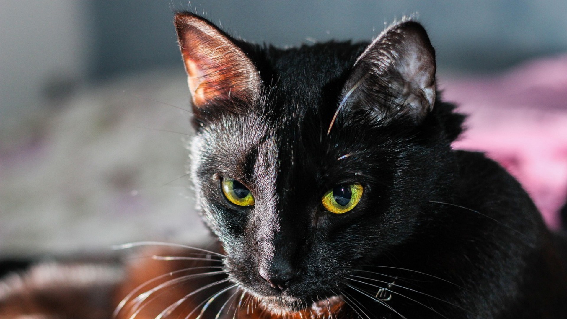 Gli occhi gialli, in particolare dei gatti neri, sono legati a leggende sulla streghe