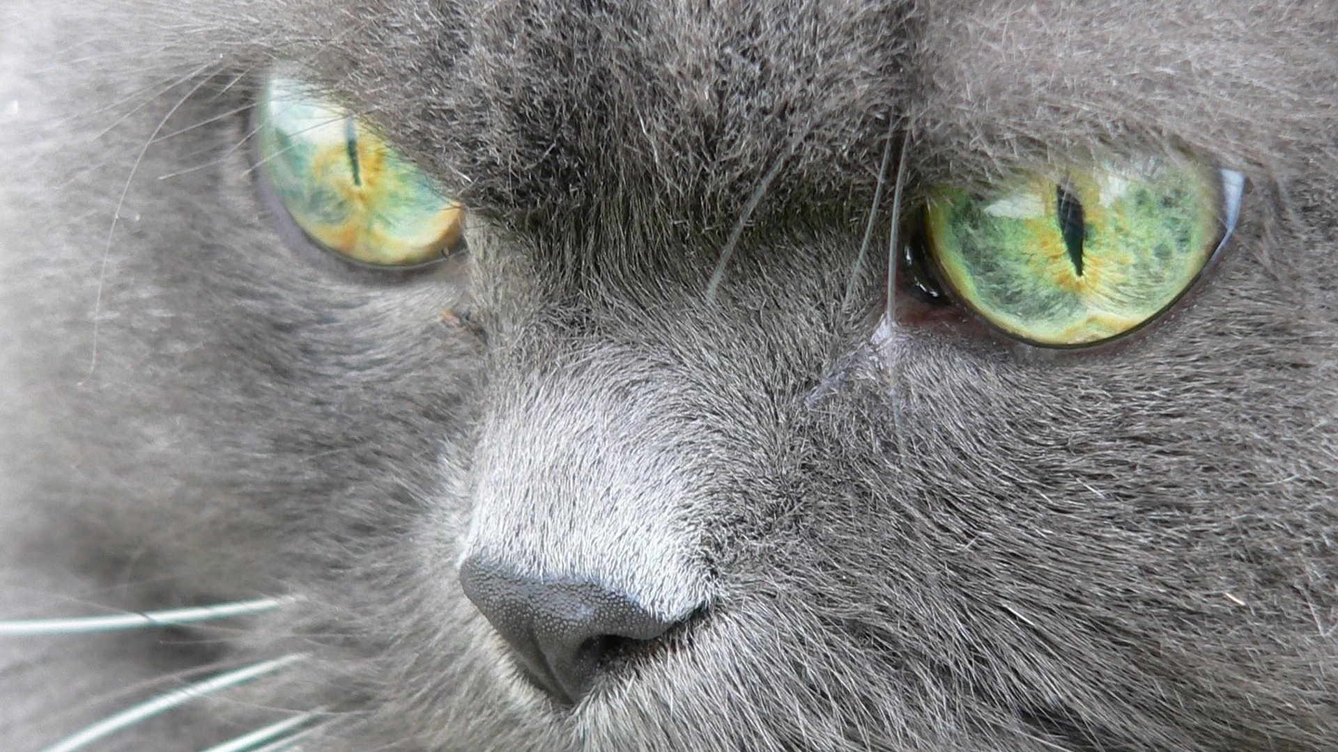 Se un gatto guarda qualcosa in modo fisso, probabilmente è un segno di aggressività