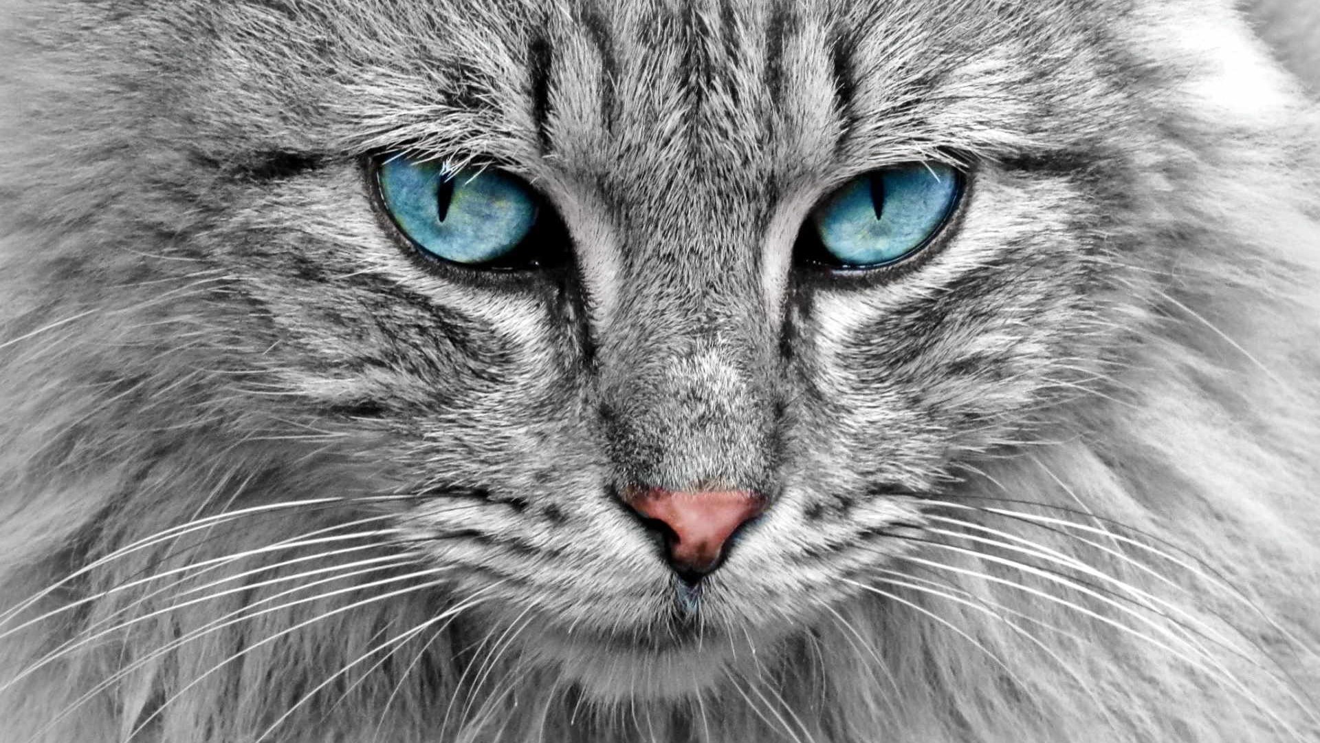 Gli occhi del gatto si illuminano al buio grazie al Tapetum lucidum, la loro membrana "riflettente"