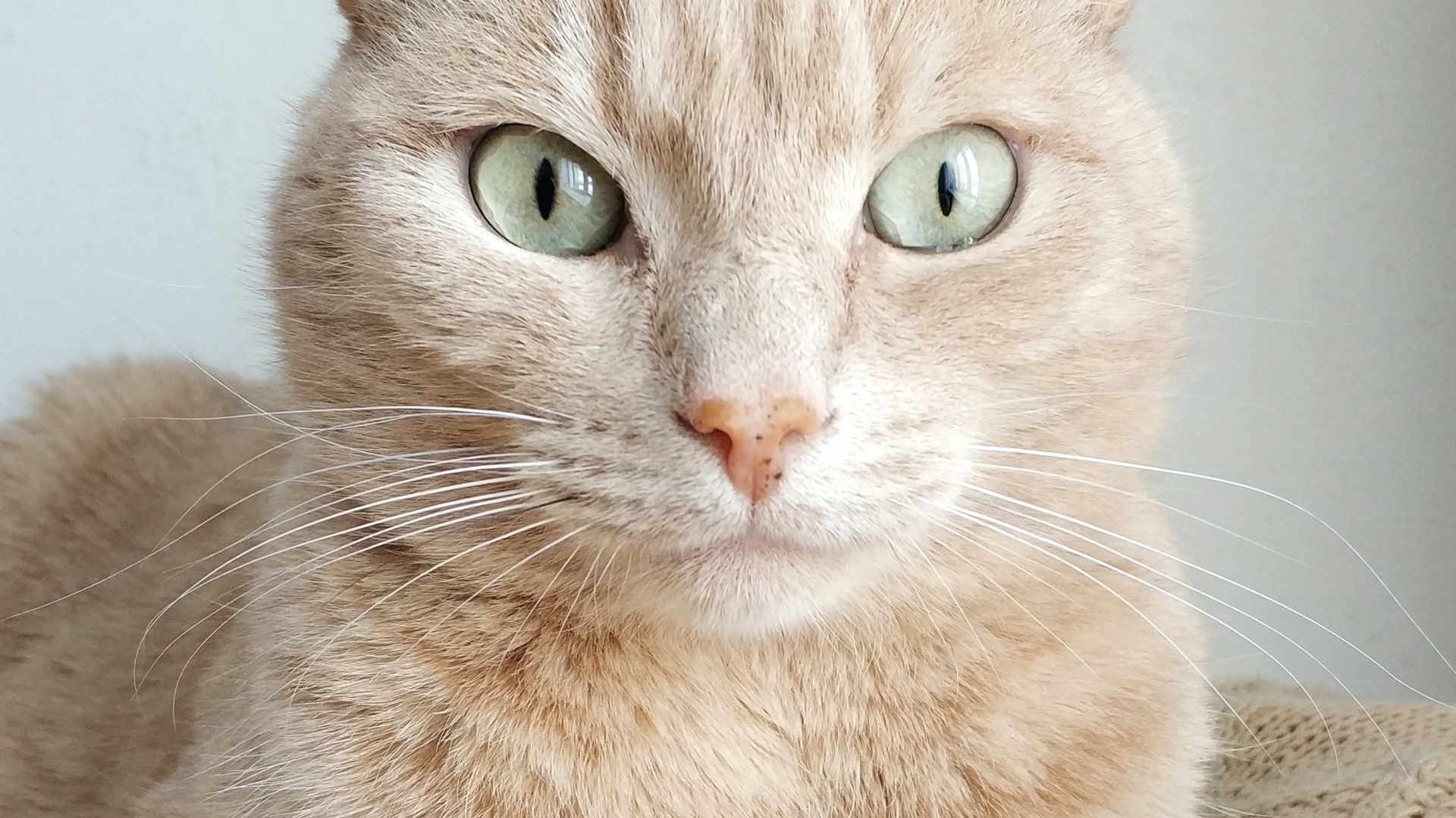 C'è chi non fissa mai gli occhi del gatto perchè teme che possano leggere la propria anima