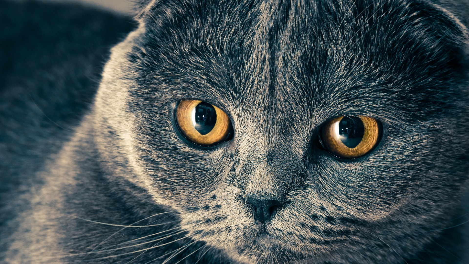 C'è chi crede che il gatto possa vedere i fantasmi, che possa "sentirli"