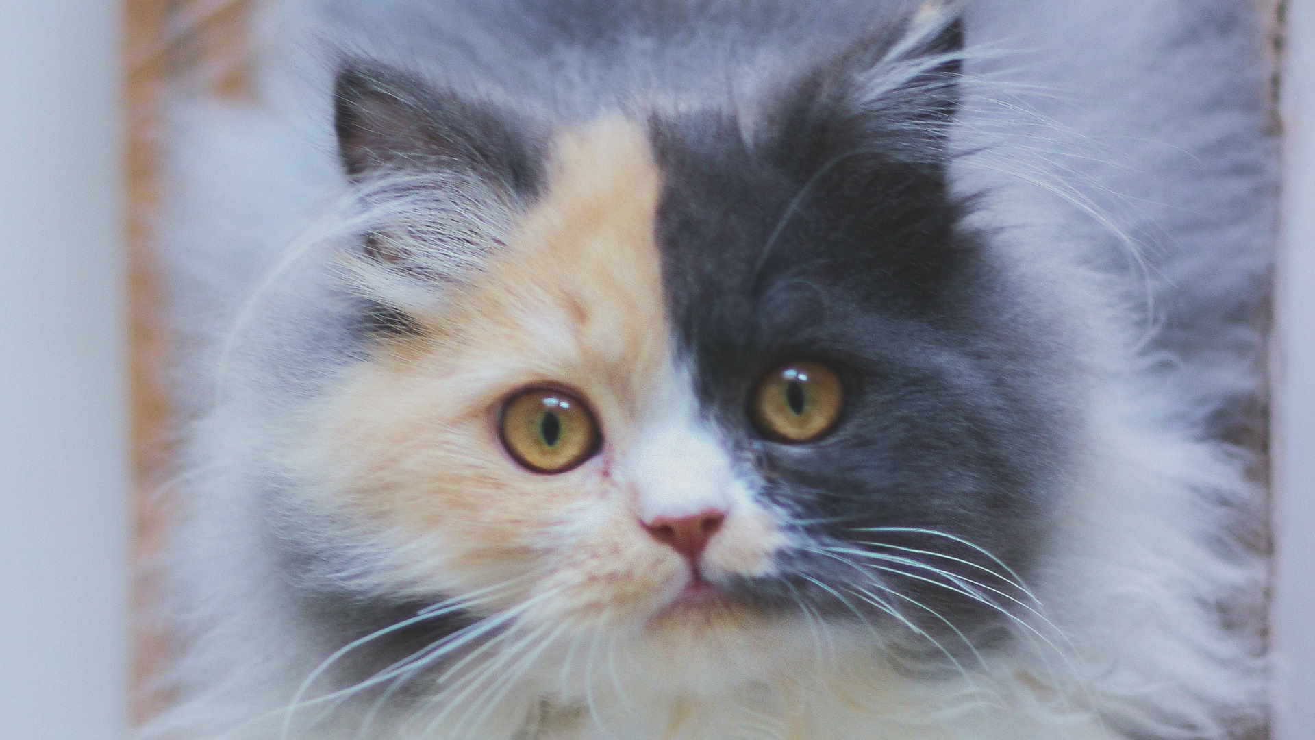 Con i loro occhi pososno vedere meglio di noi quando l'illuminazione è scarsissima ma non vedono nel buio più totale