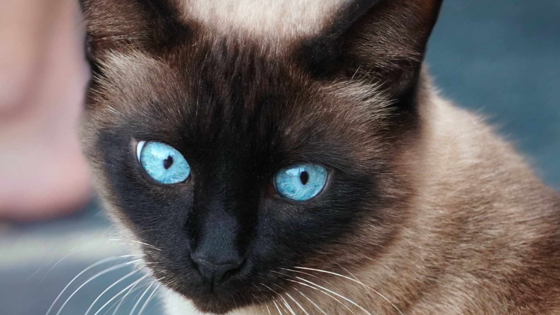 In Giappone venerano i gatti. Sono stati i primi a dar vita ai Cat Cafè...