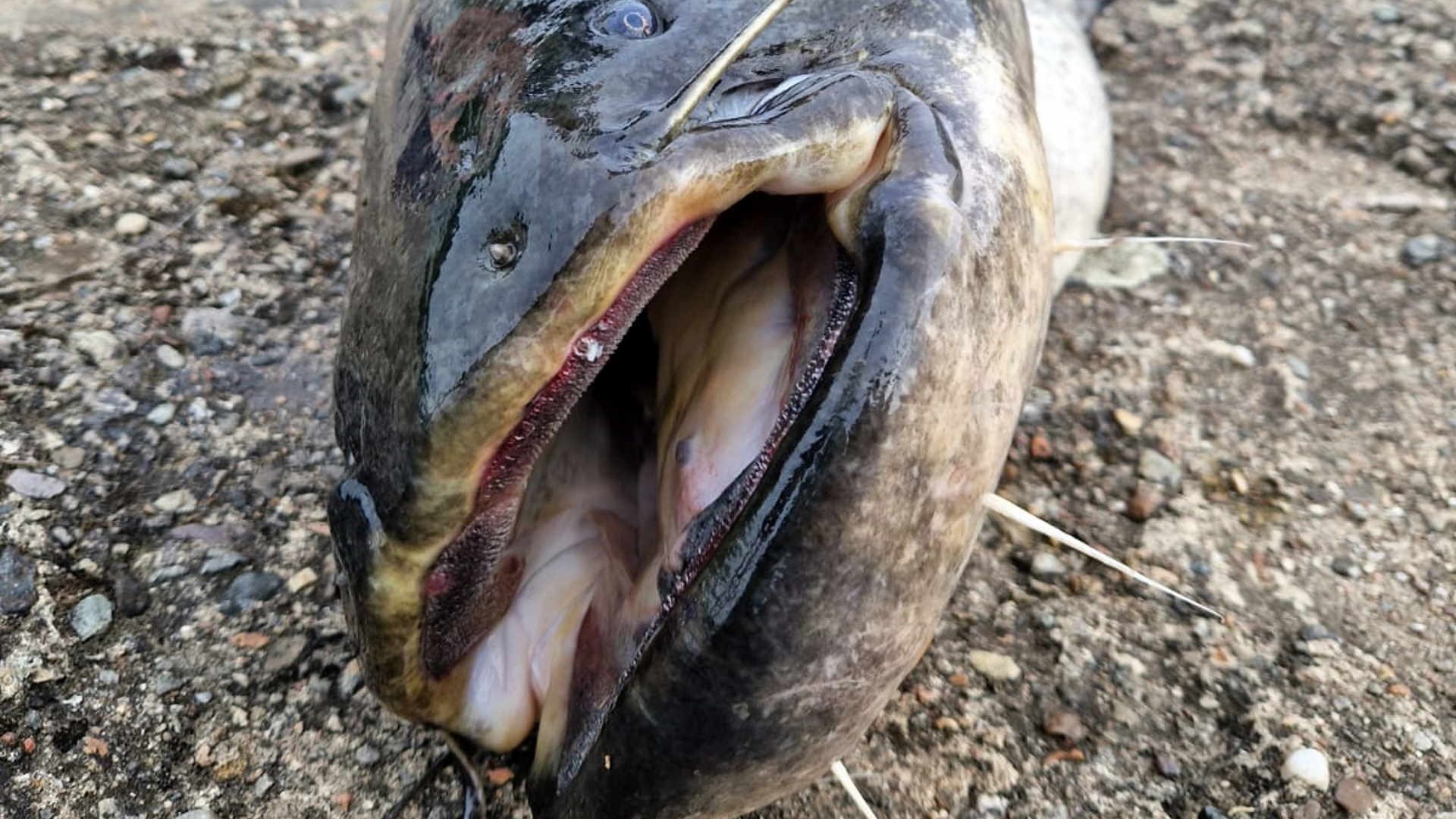 Ha uno sguardo da mostro ma non è un mostro