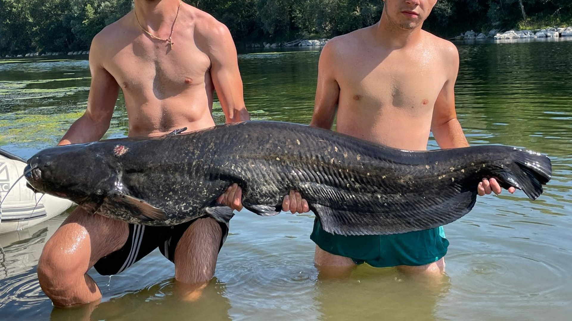 Una volta pescato non deve essere rilasciato, almeno così dice la legge