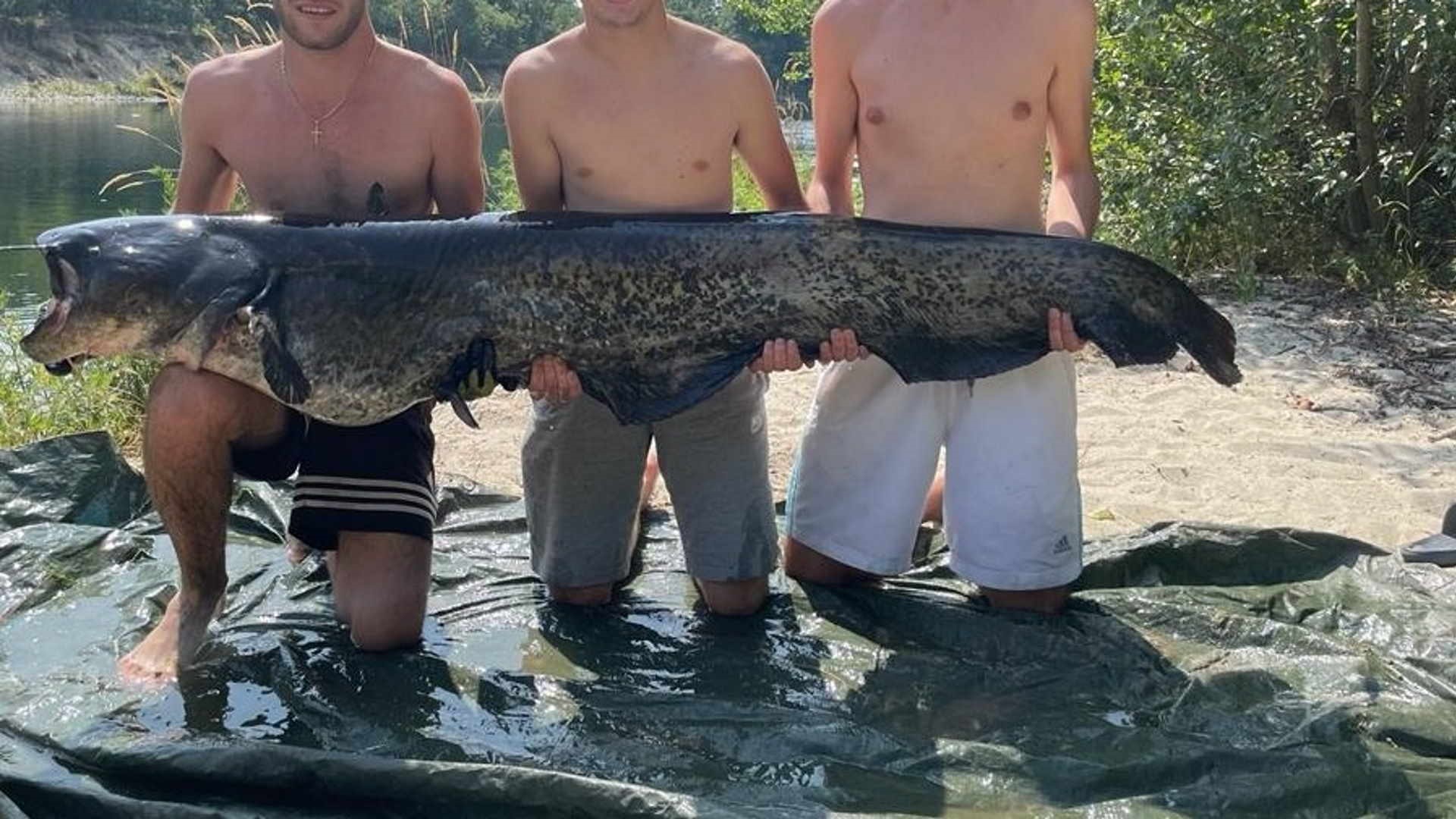 Manna per i pescatori, non è pericoloso per l'uomo