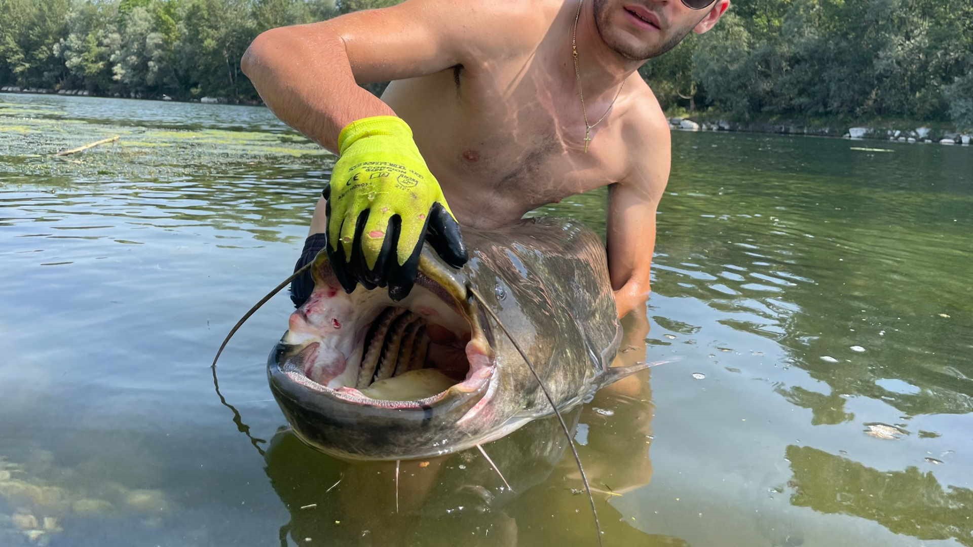 Non ha denti affilati, risucchia le sue prede